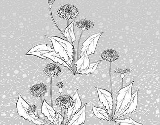 蒲公英、百合花 蒲公英、百合花【ID:13232】