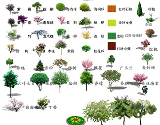 乔木类 (17)