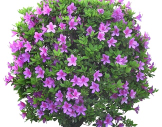 杜鹃花