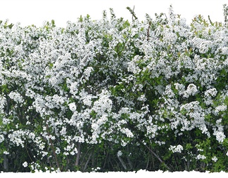 珍珠绣线菊