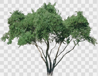 沙漠植物