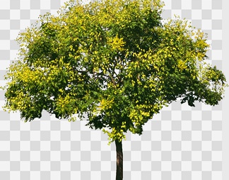 koepan