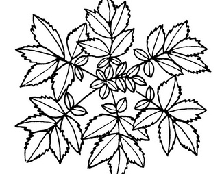 黑白蒙板