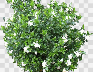 栀子花01