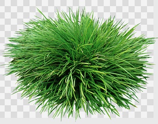 沿阶草1