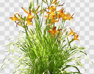 萱草04