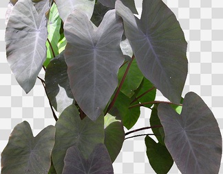 芋头08