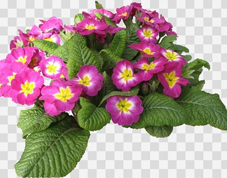 报春花03