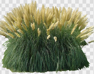 蒲苇草01