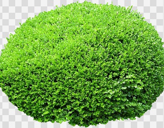 锦熟黄杨01