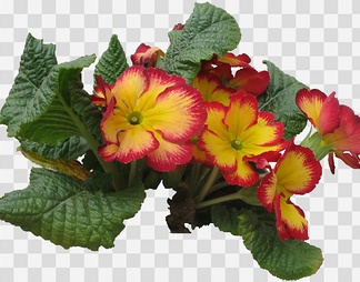 报春花09