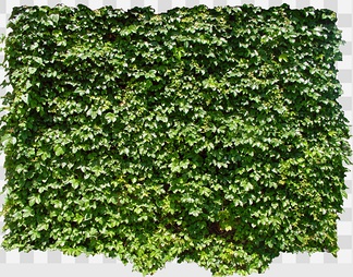 爬山虎2