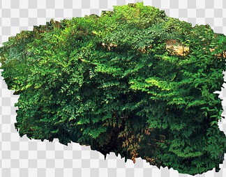 南天竹2