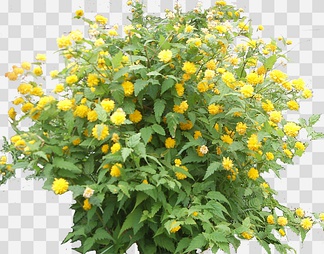 棣棠1