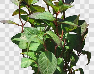 八仙花17