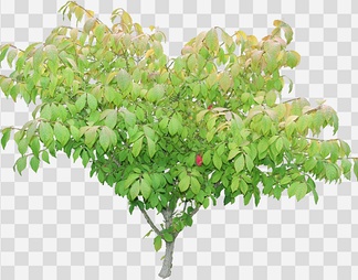卫矛02