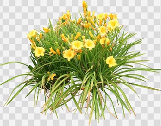 萱草23