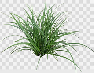 沿阶草01