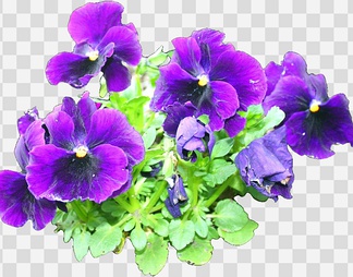大花三色堇03