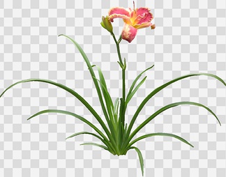 萱草17