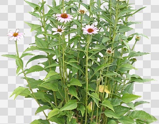 松果菊