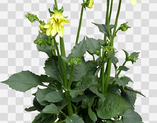 大丽花33