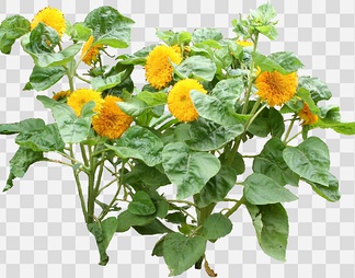 向日葵07