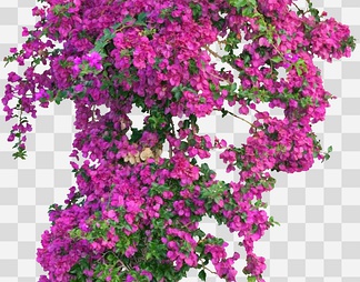 叶子花08