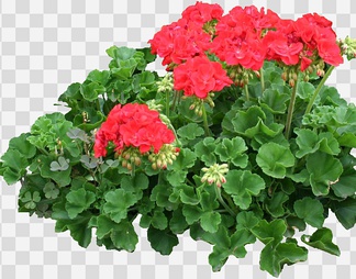 天竺葵11
