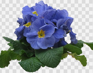 报春花10