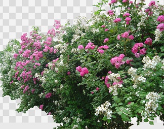 蔷薇2