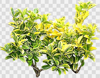 金心黄杨04