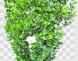扶桑