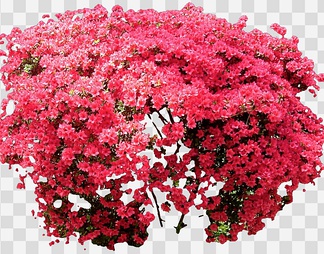 杜鹃23