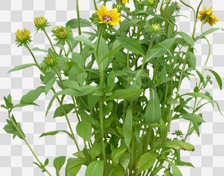 黑心菊