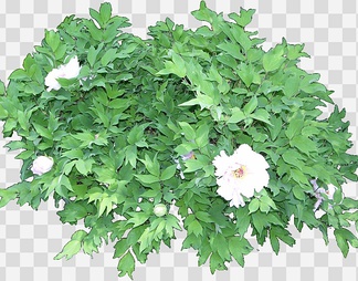 芍药03