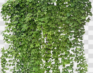 爬山虎4