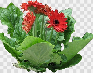 非洲菊