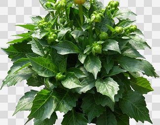 大丽花02