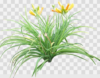 萱草05