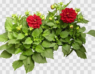 大丽花07