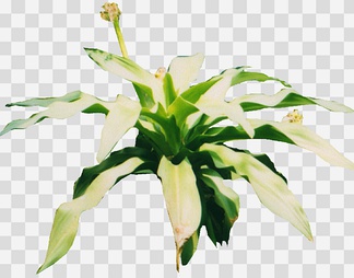 文珠兰