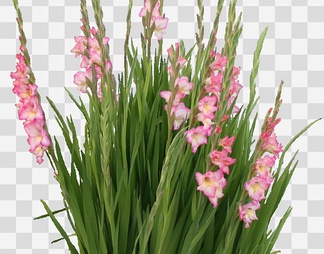 唐菖蒲01