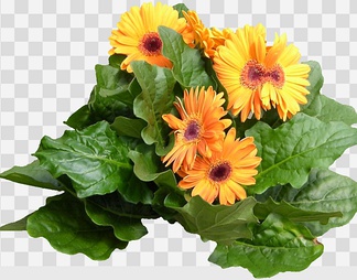 非洲菊