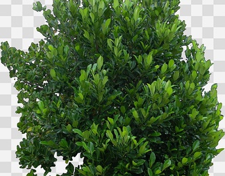 木波罗01