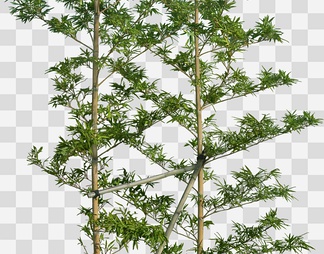 竹子