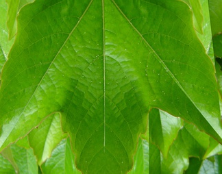 肌理生物理植样纹植样纹