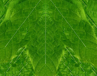 肌理生物理植样纹植样纹
