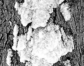 冰雪