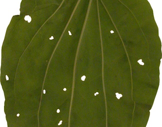 植物叶子